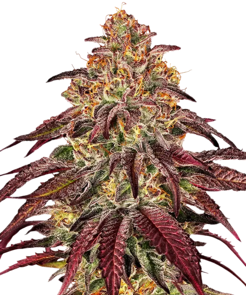 Mimosa x Orange Punch Auto | AUTOFEM | Barneys Farm