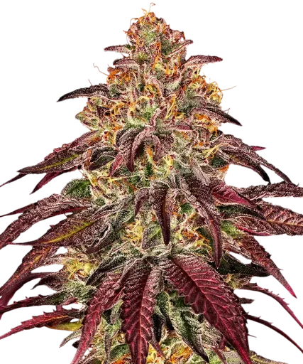 Mimosa x Orange Punch Auto