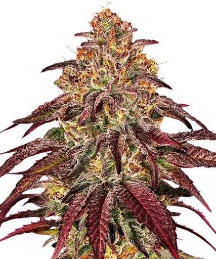 Mimosa x Orange Punch Auto
