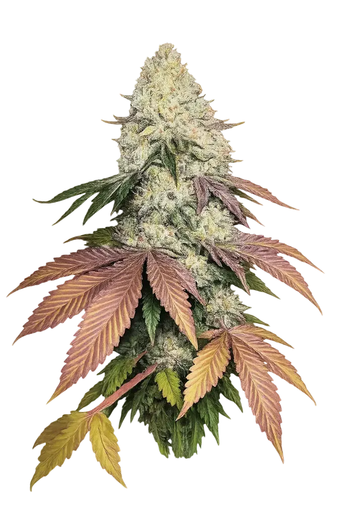 Fruit Cup | PHOTOFEM | Cali Connection