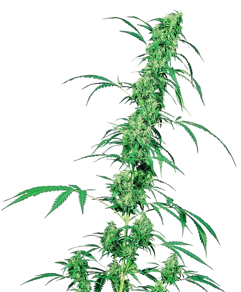 Fruity Juice | PHOTOREG | Sensi Seeds