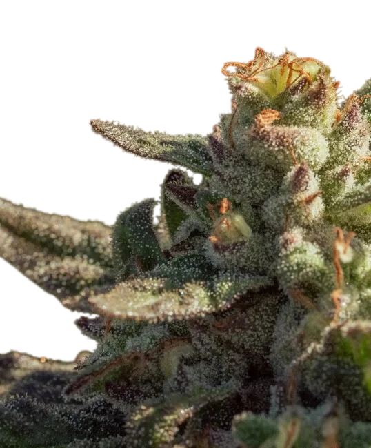 Fuegisima Fast | PHOTOFEM | Atlas Seed