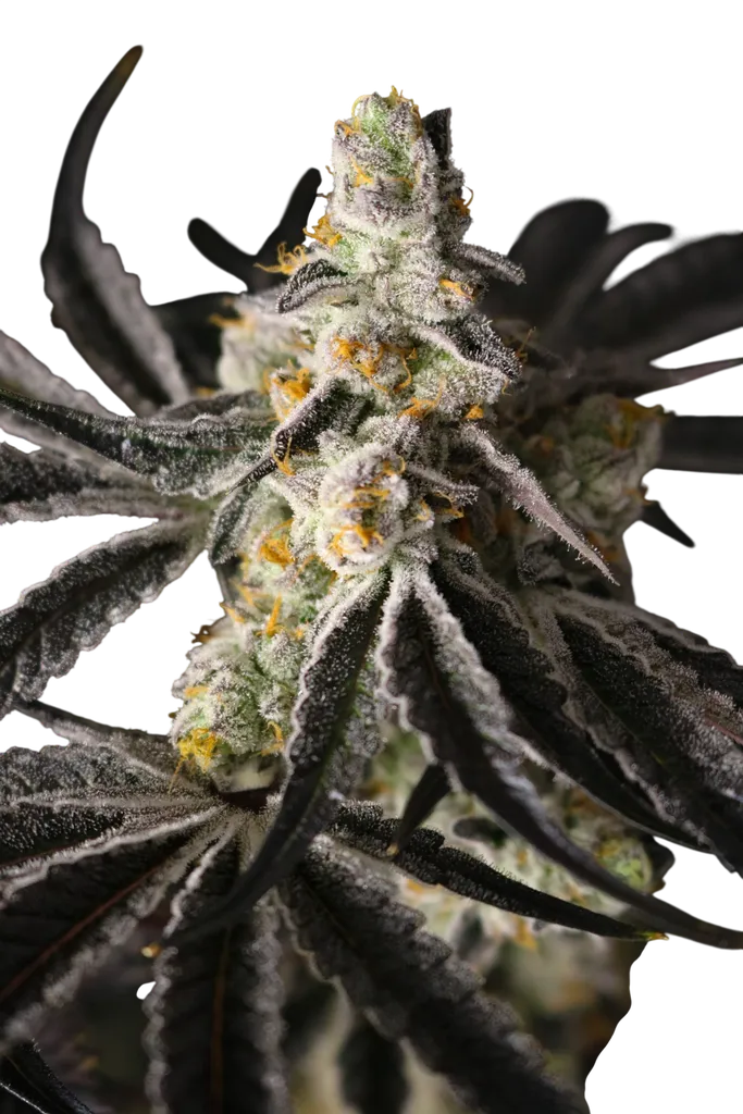Funky Fuego | PHOTOFEM | Lovin In Her Eyes