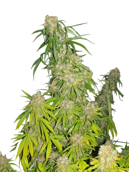 G13 Haze – Produktansicht