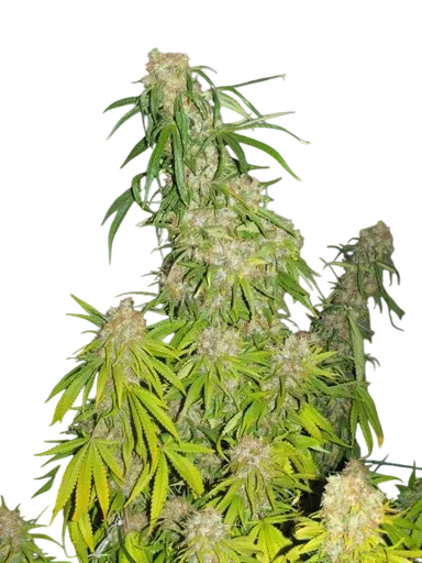 G13 Haze