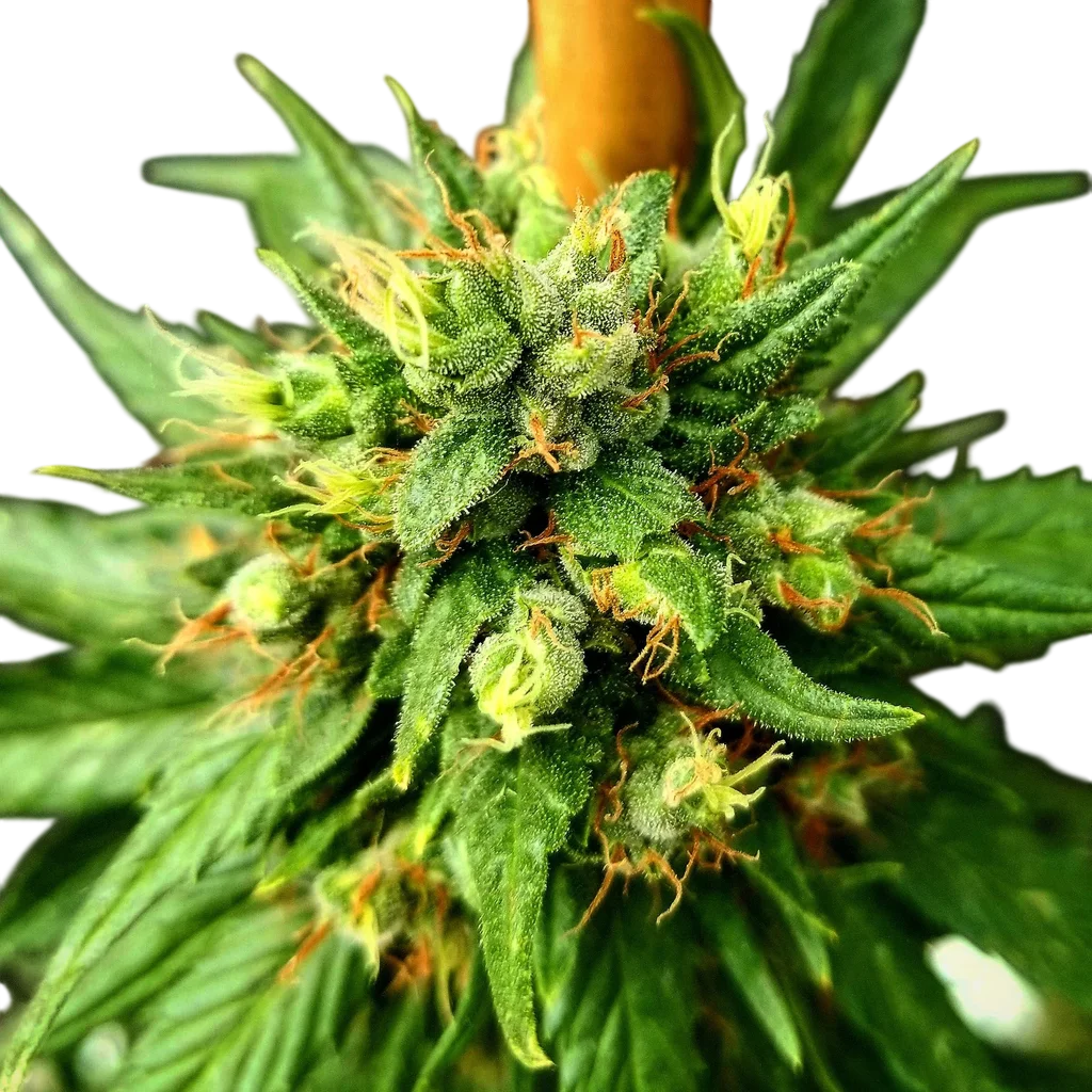 G13 Skunk | PHOTOREG | Mr. Nice Seedbank