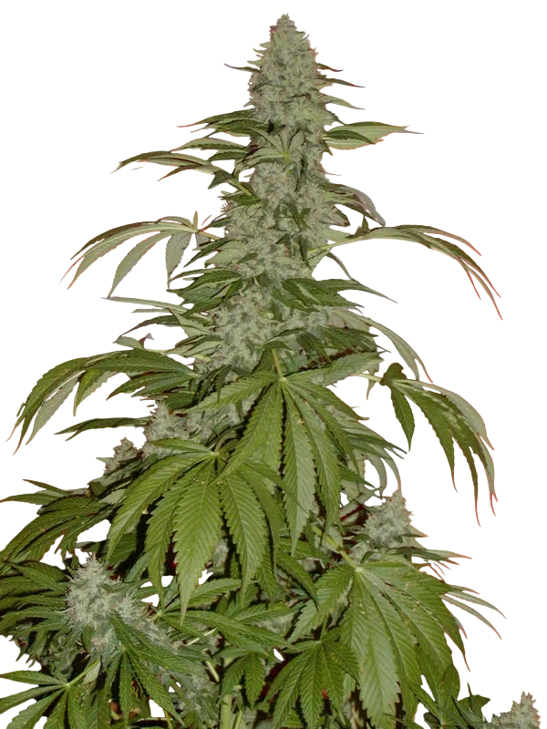 G13 Widow | PHOTOREG | Mr. Nice Seedbank
