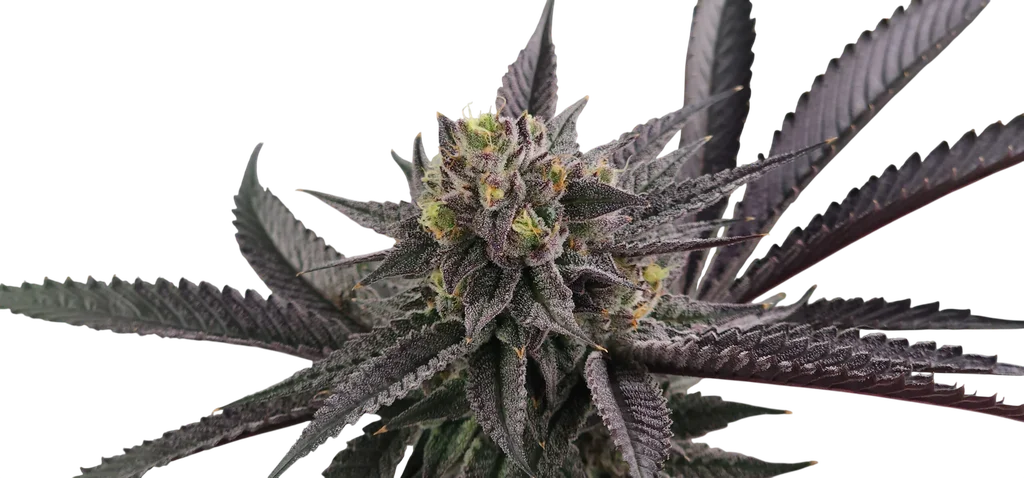 Gary Burger | PHOTOFEM | Elev8 Seeds