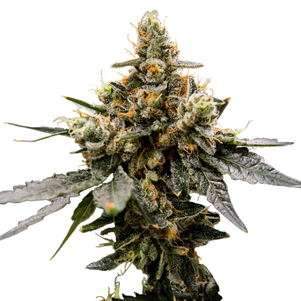 Gaz Money | PHOTOFEM | DNA Genetics