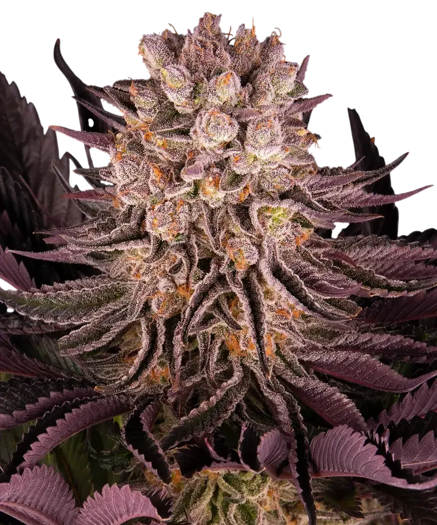 Mimosa x Orange Punch | PHOTOFEM | Barneys Farm