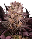 Mimosa x Orange Punch | PHOTOFEM | Barneys Farm