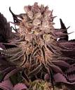 Mimosa x Orange Punch | PHOTOFEM | Barneys Farm