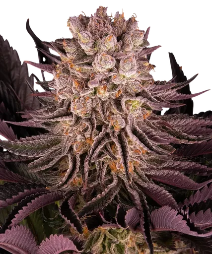 Mimosa x Orange Punch