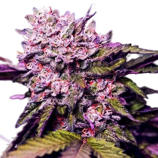 Gelato | PHOTOFEM | Nirvana Seeds