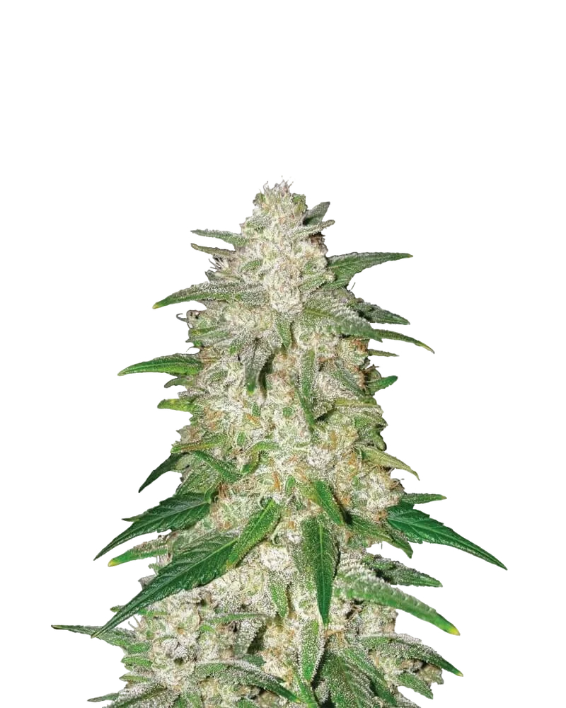 Gelato Auto | AUTOFEM | Nirvana Seeds