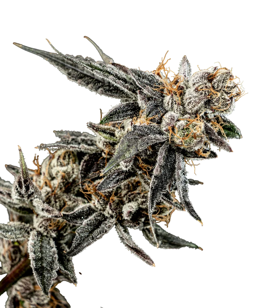 Gelato Punch | PHOTOFEM | Elev8 Seeds