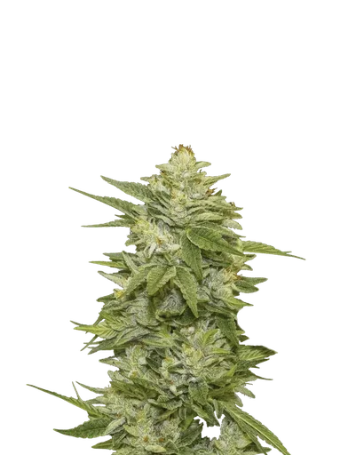 GG-48