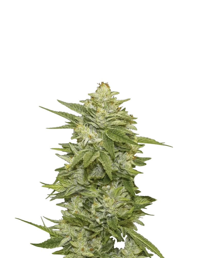 GG-48 Auto | AUTOFEM | Nirvana Seeds