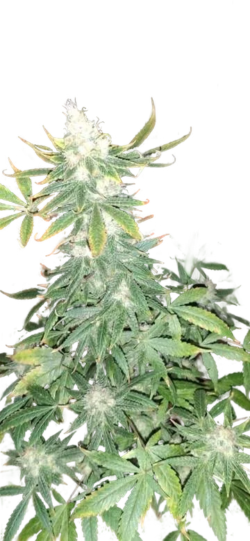 Ghandi CBD – Produktansicht