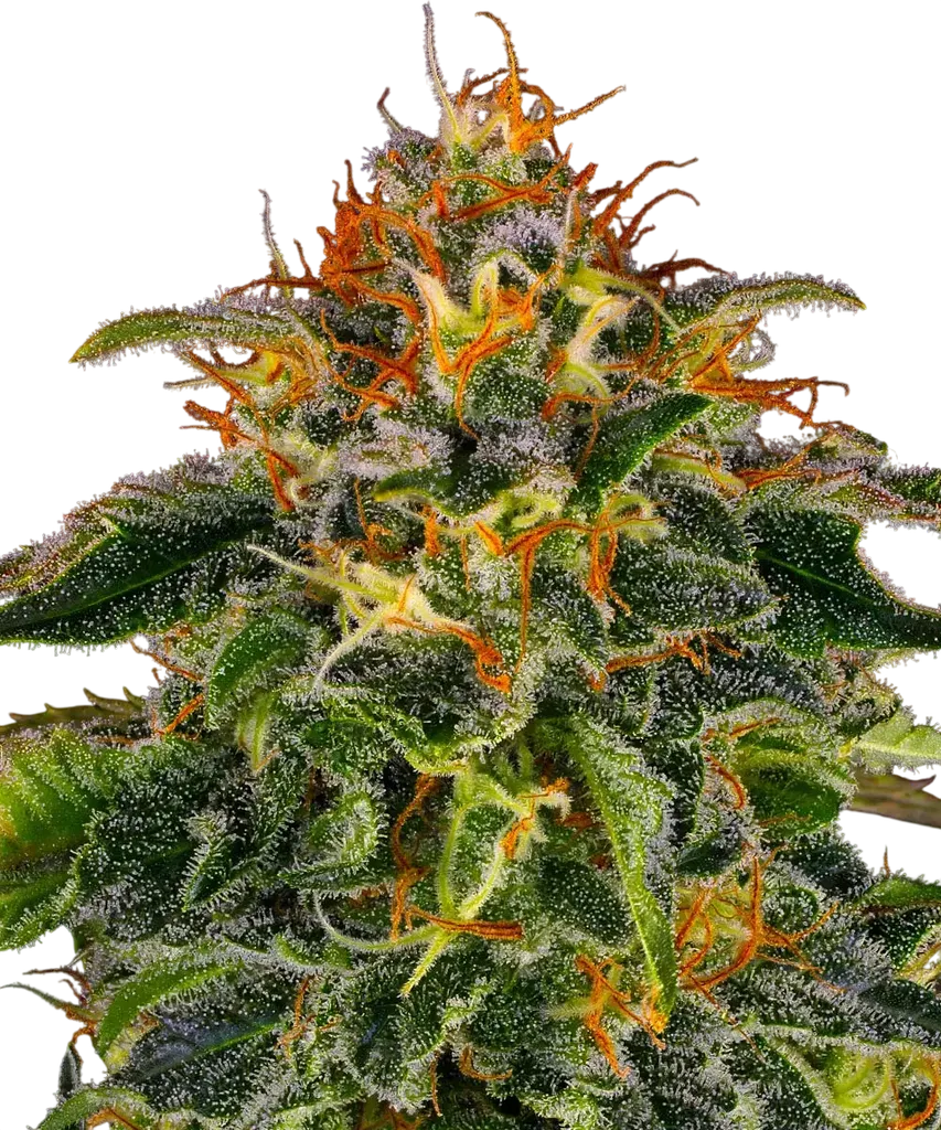 Moby Dick | PHOTOFEM | Barneys Farm