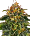 Moby Dick | PHOTOFEM | Barneys Farm