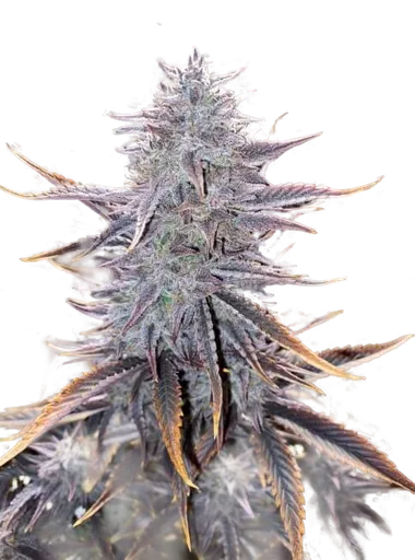 Ghost Toof Auto | AUTOFEM | Mephisto Genetics
