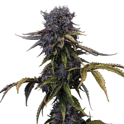 Ghost Toof Auto