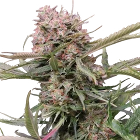 Gigabud Auto | AUTOFEM | G13 Labs