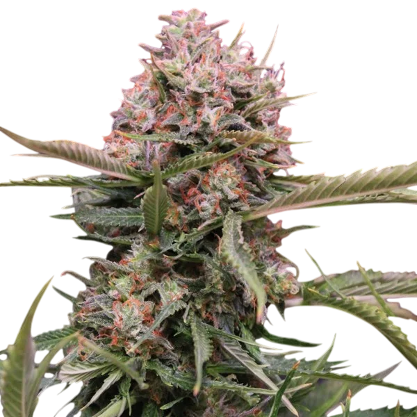 Gigabud Auto | AUTOFEM | G13 Labs