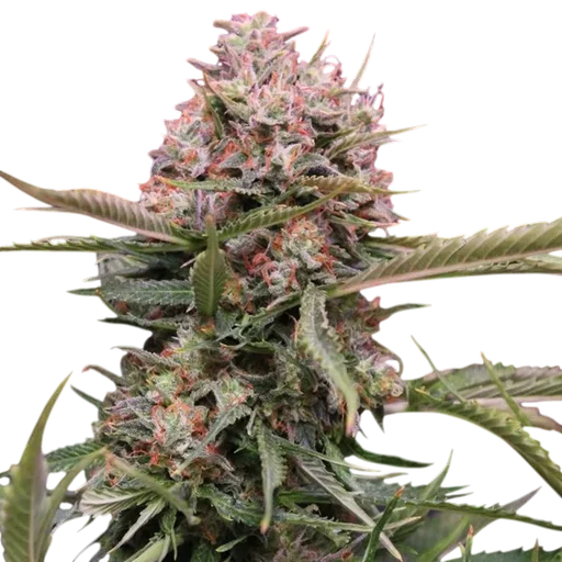 Gigabud Auto