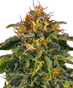 Moby Dick | PHOTOFEM | Barneys Farm