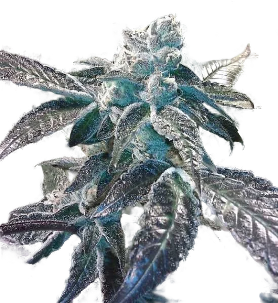 Girl Scout Cookies | PHOTOFEM | BC Bud Depot