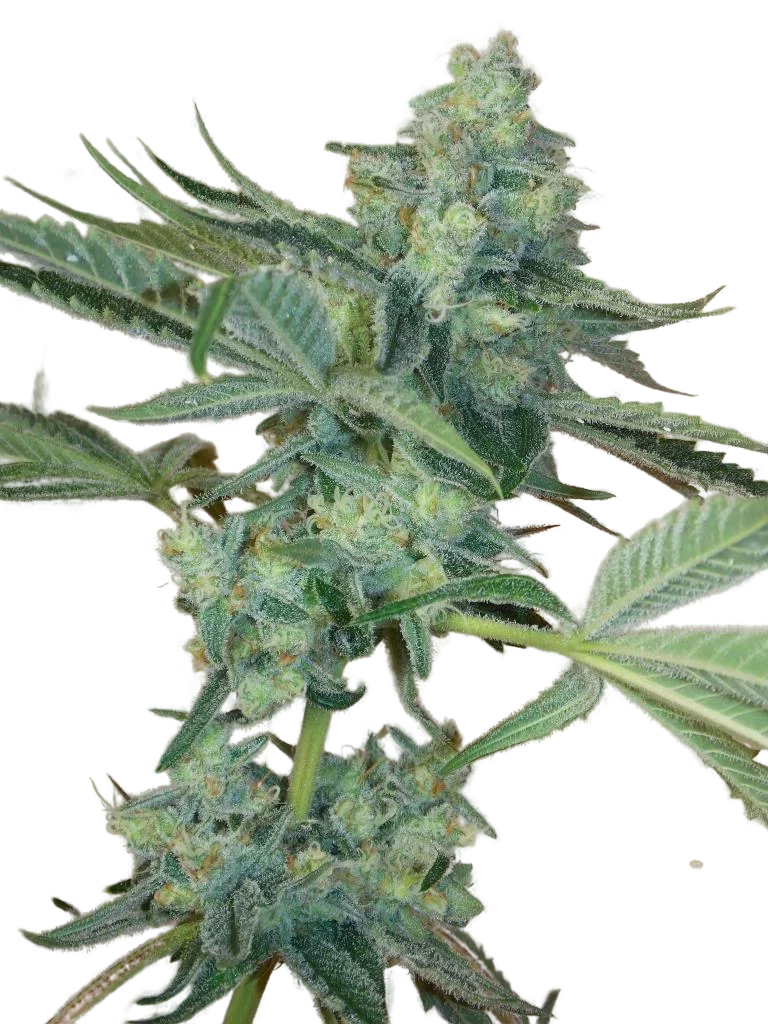 Girl Scout Cookies | PHOTOFEM | Cali Connection