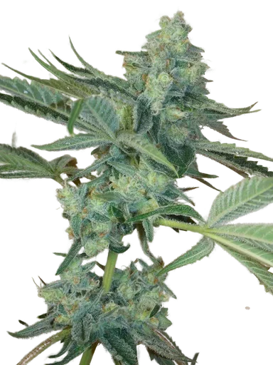 Girl Scout Cookies