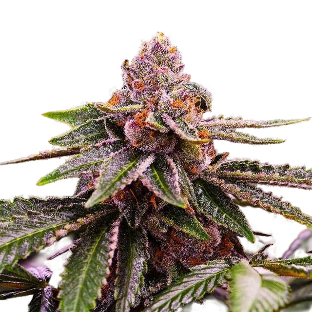 Girl Scout Cookies | PHOTOFEM | Nirvana Seeds