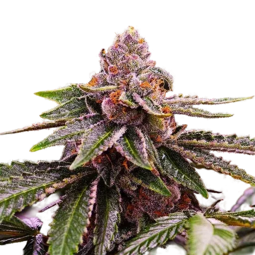 Girl Scout Cookies Auto