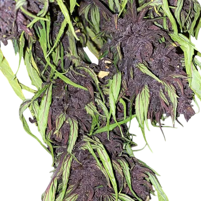 Glu CBD Auto | AUTOFEM | Trilogene Seeds