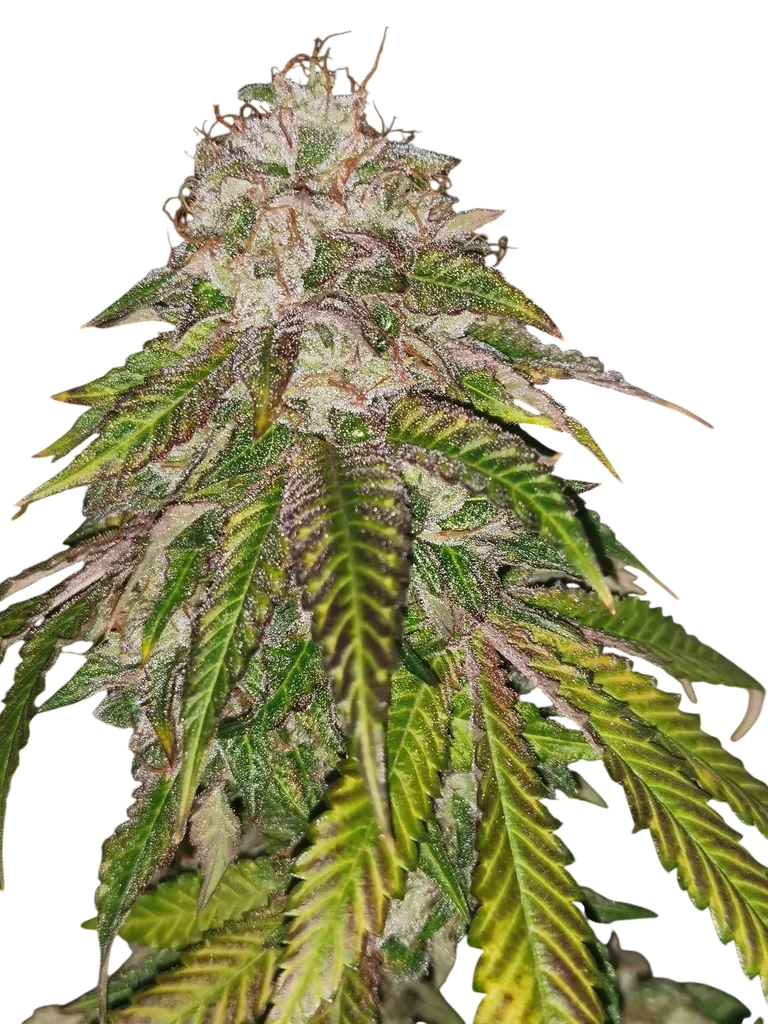 GMO Rainbowz | PHOTOFEM | Pheno Finder Seeds