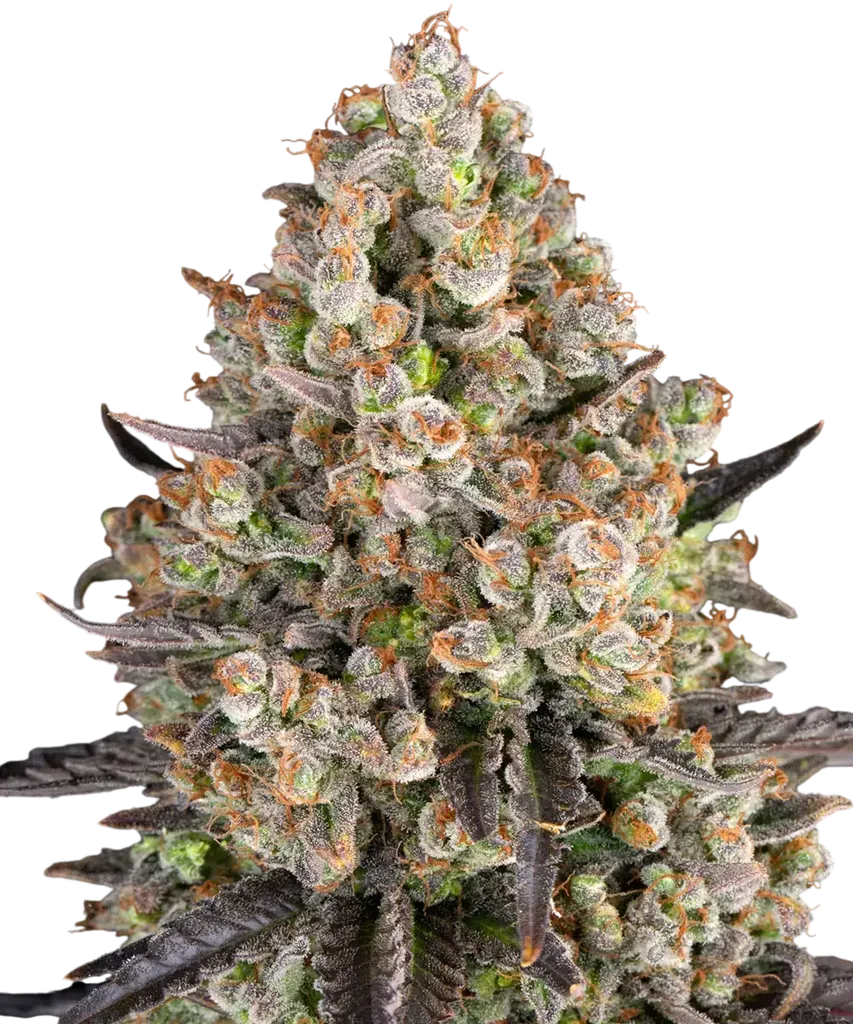 OG Kush | PHOTOFEM | Barneys Farm