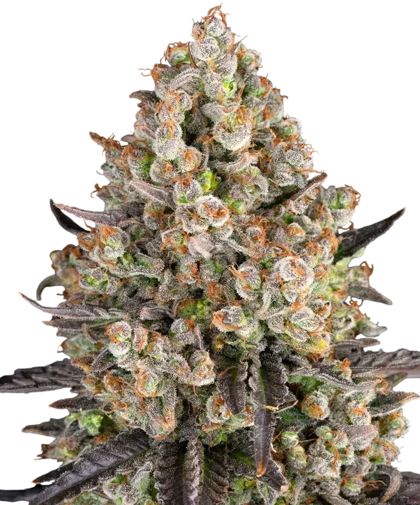 OG Kush | PHOTOFEM | Barneys Farm