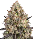 OG Kush | PHOTOFEM | Barneys Farm