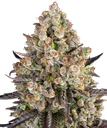 OG Kush | PHOTOFEM | Barneys Farm