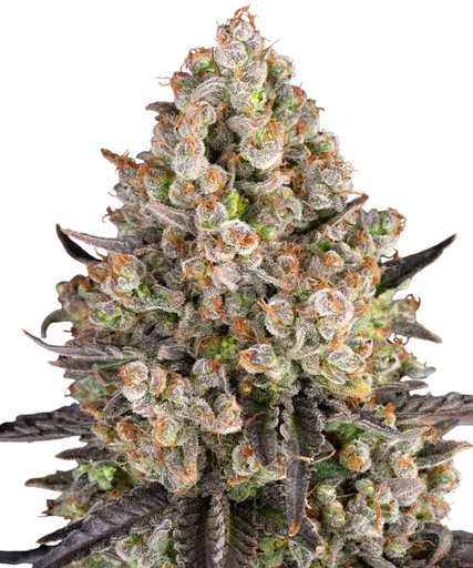 OG Kush