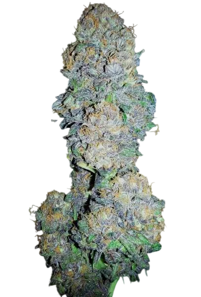 Gods Gift | PHOTOFEM | BC Bud Depot