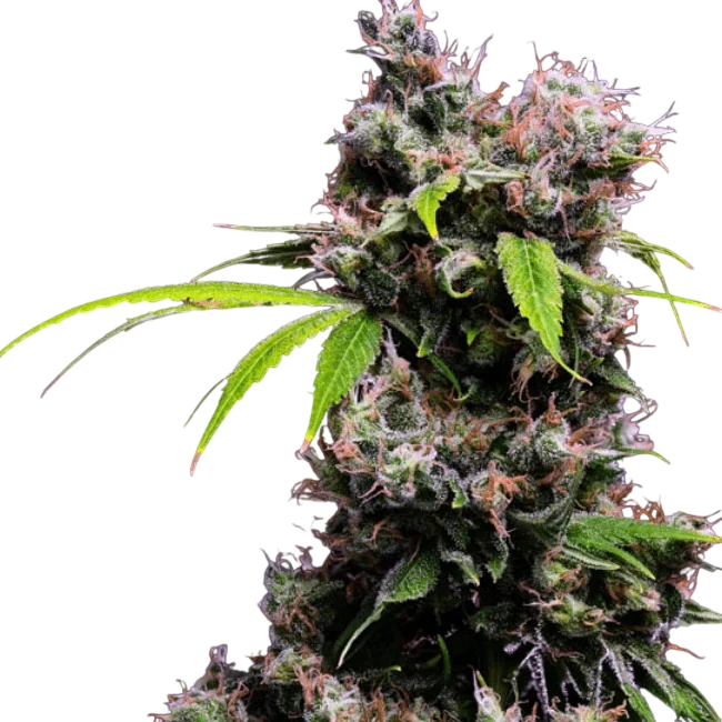 Golden Pineapple S1 | PHOTOFEM | Green Bodhi