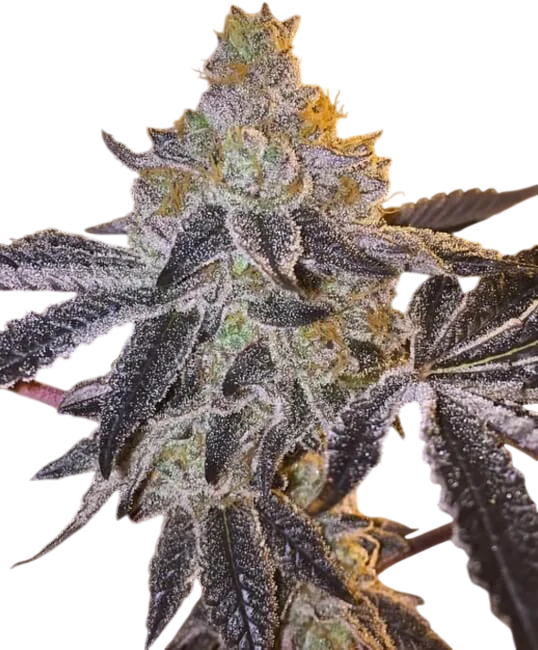Gopher Glue FAST | PHOTOFEM | Atlas Seed