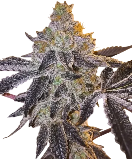 Gopher Glue FAST