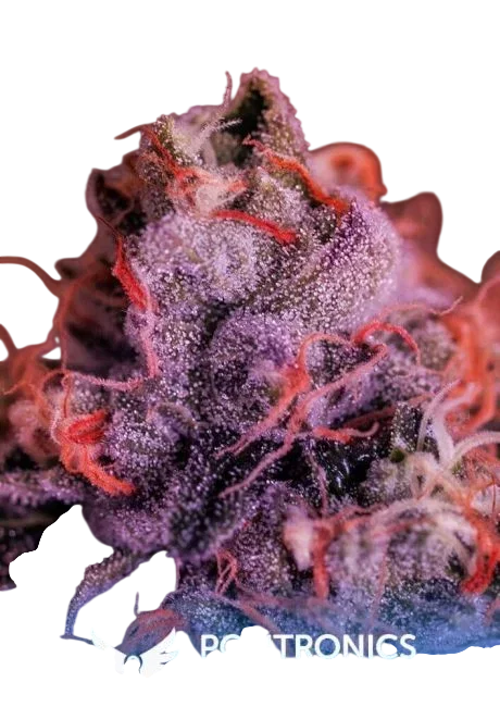Gordo Master Kush (GMK) | PHOTOFEM | Positronic Seeds
