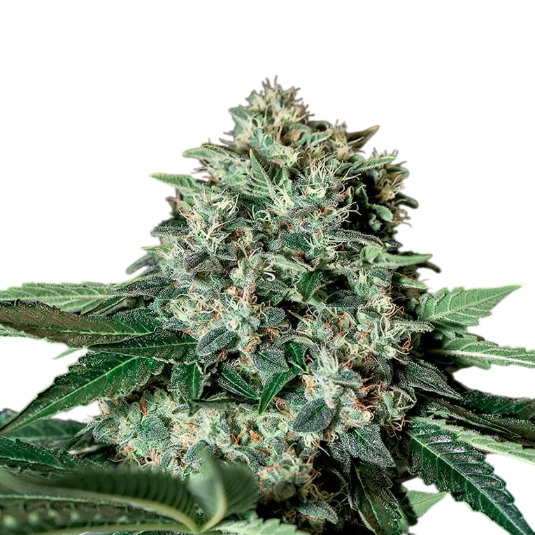 Gorila Bilbo | PHOTOFEM | Genehtik Seeds