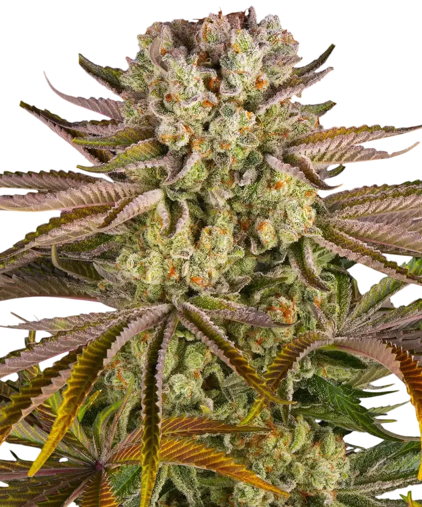 Pineapple Express | PHOTOFEM | Barneys Farm